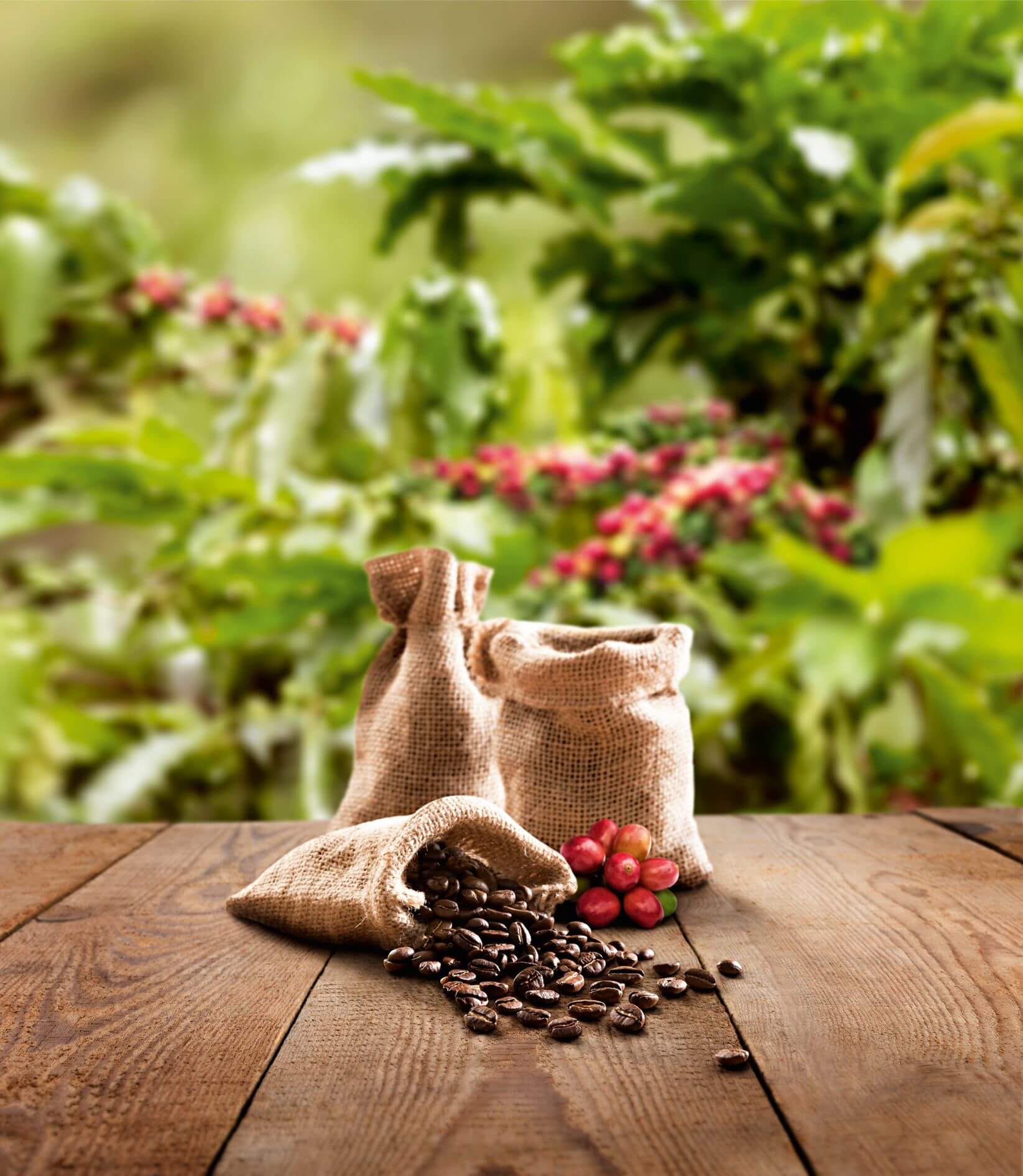 Natural Ethiopian coffee beans
