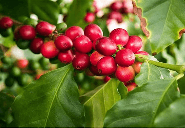 Harar Ethiopian coffee beans