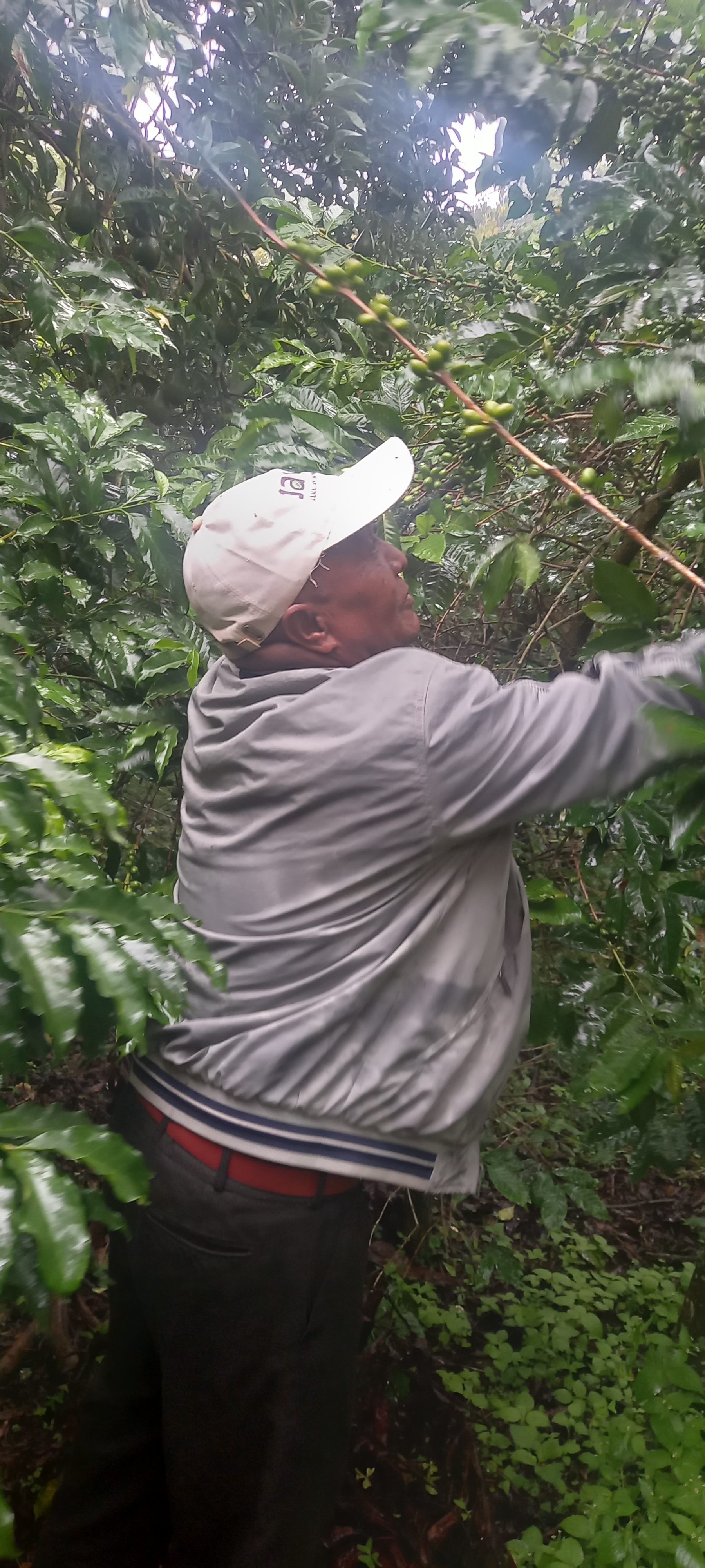 Sidamo Ethiopian coffee beans