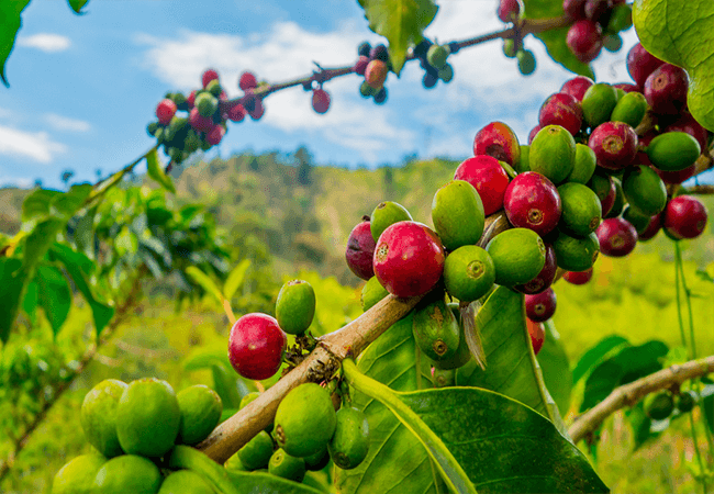 Djimma Ethiopian coffee beans