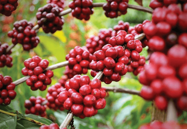 Limmu Coffee Ethiopian coffee beans