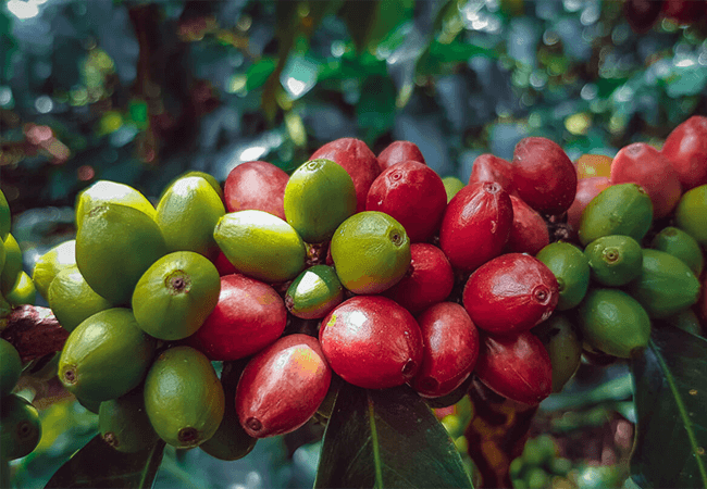 Yirgacheffe Ethiopian coffee beans