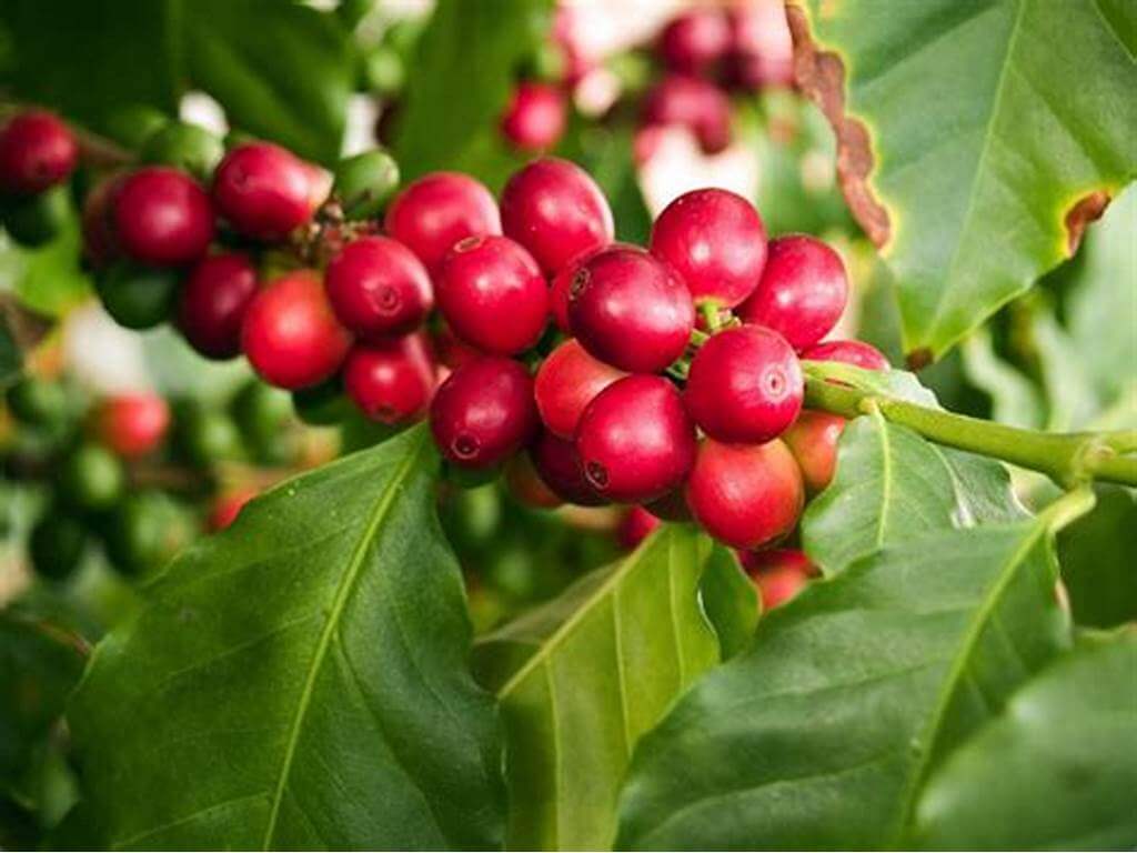 Ethiopian specialty Arabica coffee